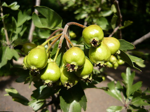 Crataegus azarolus